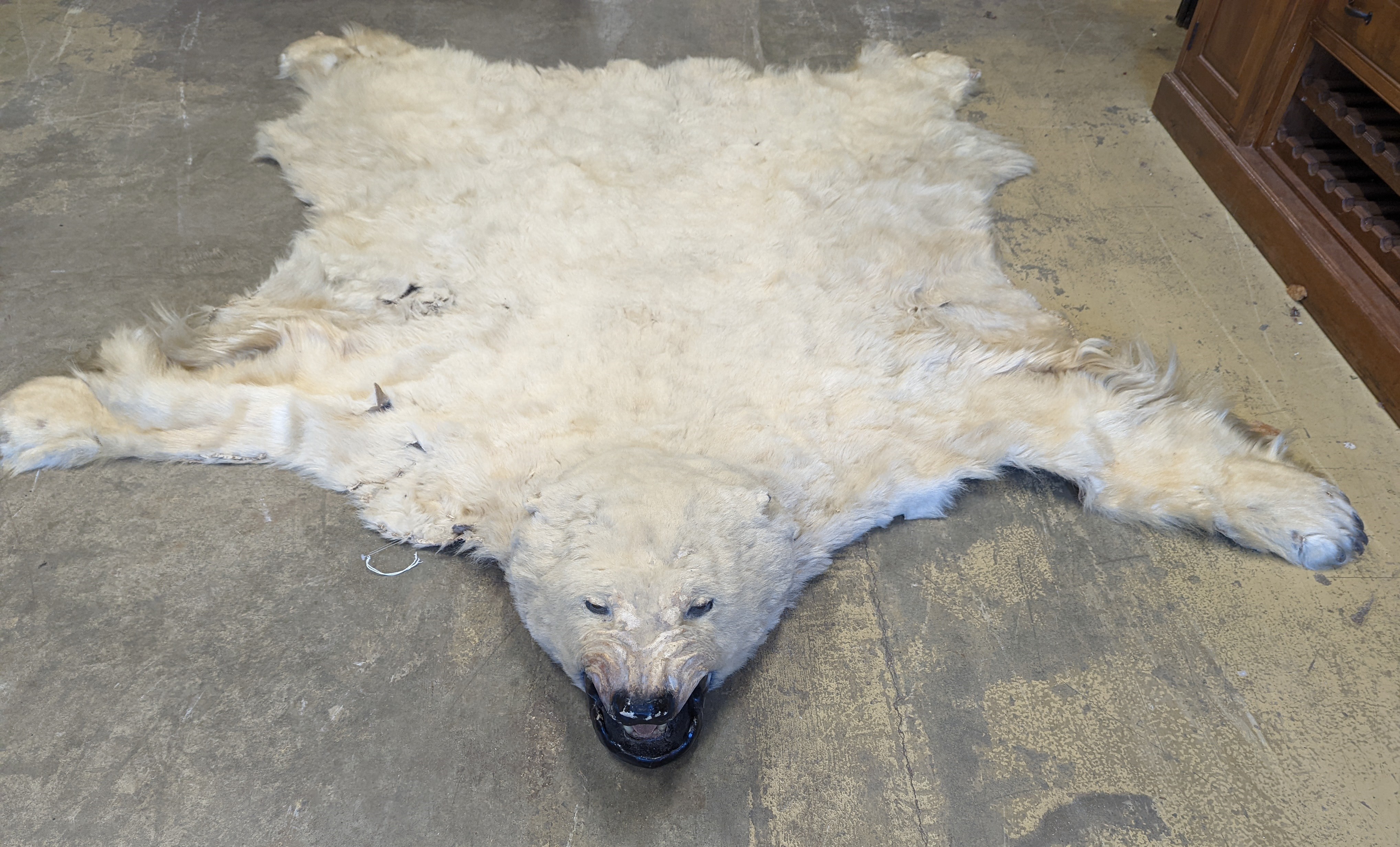 Taxidermy, Polar bear skin (Yrsus Maritimus), a large adult skin rug with head mount, mouth open, pads with claws, backed onto canvas, nose to tail approx. 260cm